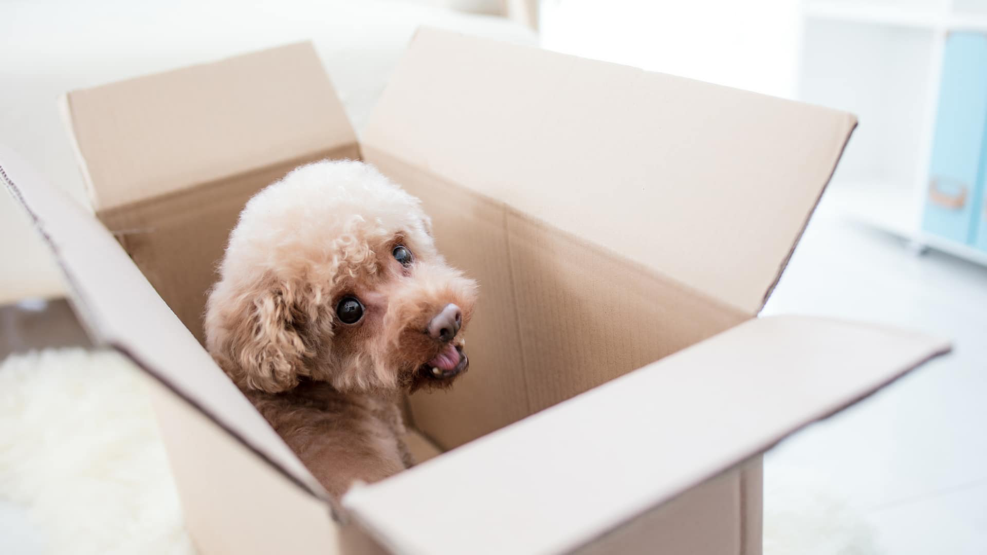 Large scale moving services Abbotsford household movers